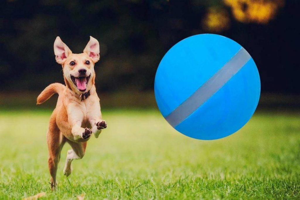 Zippy Pet ball Reviews.jpeg